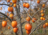 Sundried Persimmon