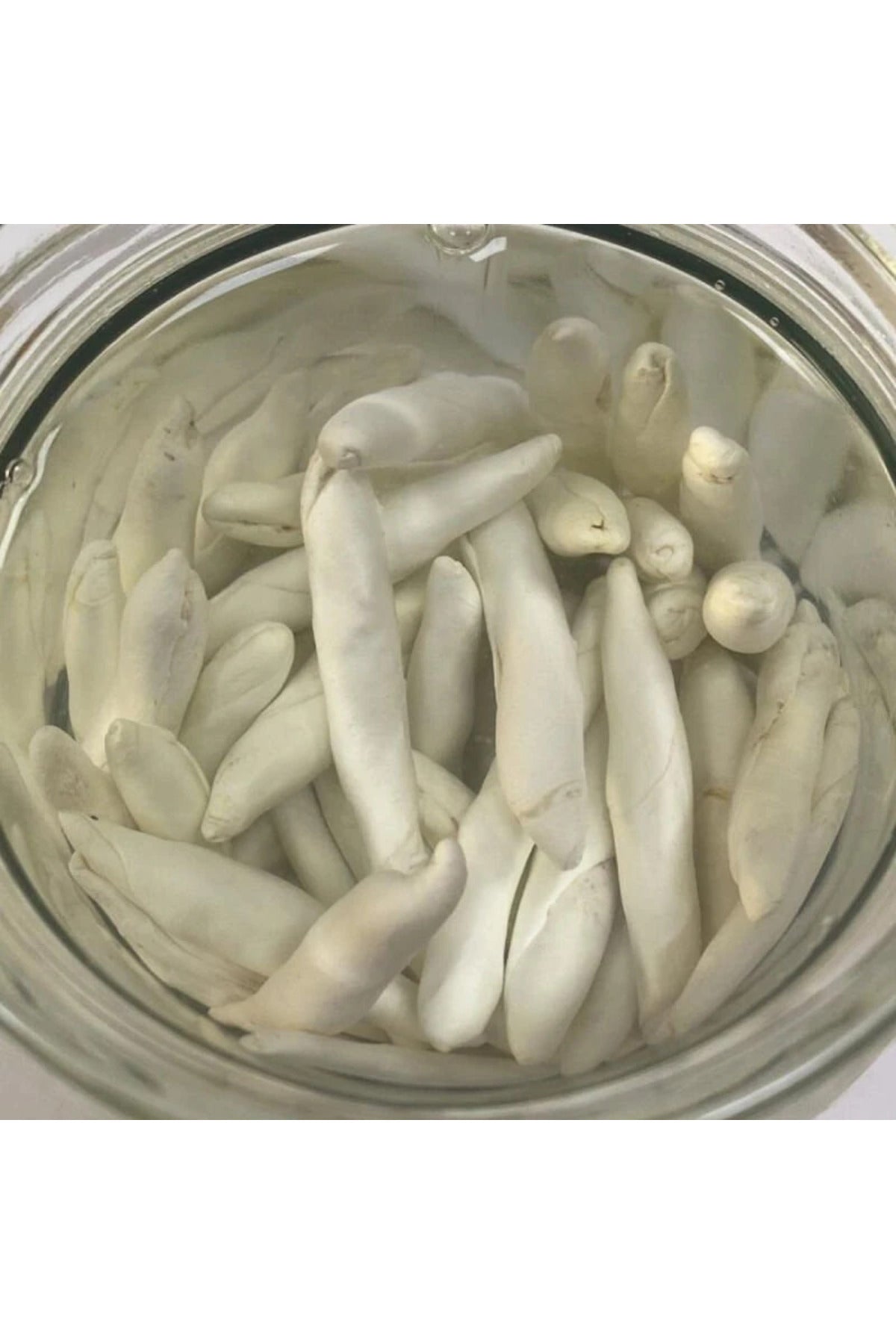 Discover a truly traditional chewing experience with Otcu Natural Kenger Gum (Kenger Sakizi), made from the milky sap of the kenger plant (Gundelia tournefortii)—a well-known heritage product from Eastern and Southeastern Anatolia.